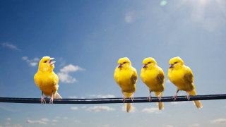 Yellow birds wire blue sky - a wire free wallpaper