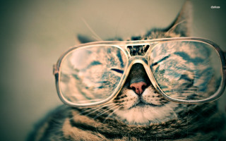 Cat glasses reflection face image - a cats face free wallpaper