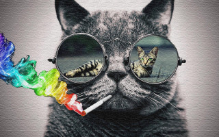 Cat glasses rainbow toothbrush reflection - the glass free wallpaper