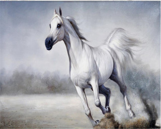 White horse running field sky - a white horse free wallpaper for desktop