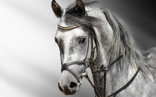 White horse black mane spot - a white horse free wallpaper for desktop