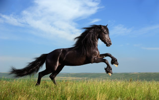 Black horse galloping field neoclassicism 2 - a black horse free wallpaper