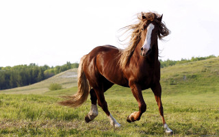 Horse running field trees sky 2 - the background and a sky background free wallpaper for desktop