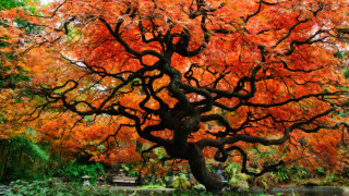 Large tree orange leaves park - a park area free wallpaper