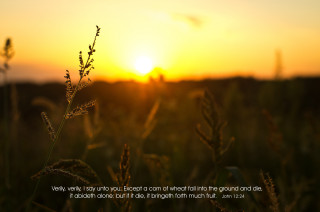 Sunset field quote beautiful nature - a sunset in the background and a quote free wallpaper
