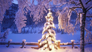 Snowy tree night fence background - a fence free wallpaper for desktop