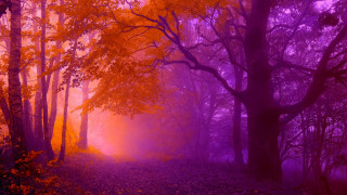 Purple orange forest trees leaves - forest free wallpaper