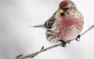 Small bird branch white background - a small bird free wallpaper