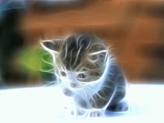 Blurry kitten playing yarn tabletop - pincushion len free wallpaper