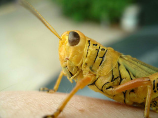 Yellow insect arm blurry background - macro len free wallpaper for desktop