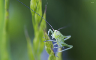 Green grasshopper stalk blurry background - cricorps grégoire free wallpaper