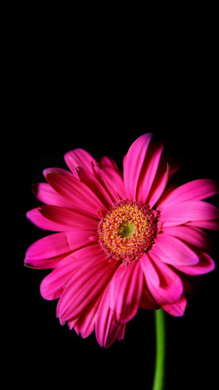 Pink flower black background green 2 - a pink flower free wallpaper for mobile