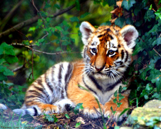 Tiger cub sitting grass near - a tiger cub free wallpaper
