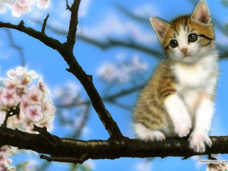Kitten branch cherryblossoms bluesky clouds - a kitten free wallpaper