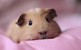 Hamster brown white curious blanket 2 - a pink blanket free wallpaper