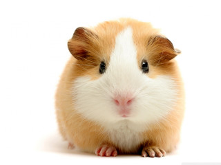 Hamster cute adorable white background - a black nose free wallpaper for desktop