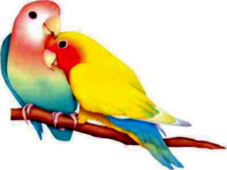 Colorful birds kissing branch foreheads 2 - two colorful bird free wallpaper