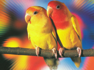 Yellow red birds branch colorful - bert stern free wallpaper