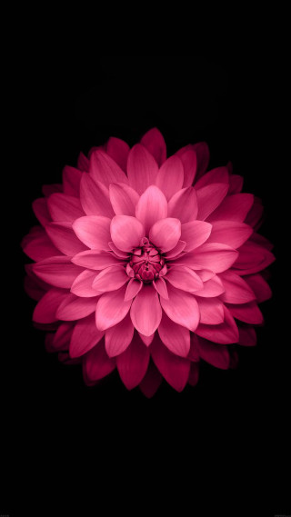 Pink flower white center digital - a pink flower free wallpaper for mobile