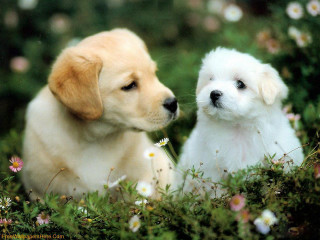 Puppies sitting field flowers grass - two puppy free wallpaper