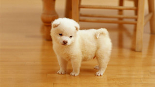 Small white dog wooden floor 6 - a small white dog free wallpaper for desktop