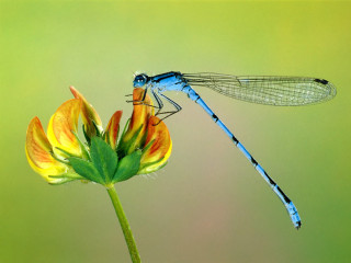 Blue dragonfly yellow flower green - a blue dragonfly free wallpaper