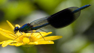 Blue black dragonfly yellow flower - a green background and a blurry background free wallpaper