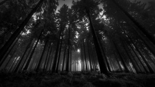 Black white forest tall trees 4 - the air above free wallpaper