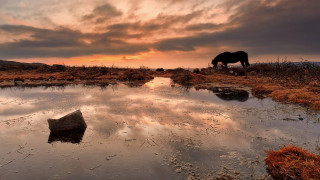 Horse sunset field puddle water - a horse free wallpaper for desktop