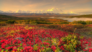 Red flowers mountains clouds autumn - alson s. clark free wallpaper