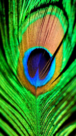Peacock feathers closeup bright colors 2 - vivid free wallpaper for mobile