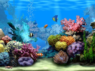 Colorful coral reef fish marine - marine free wallpaper