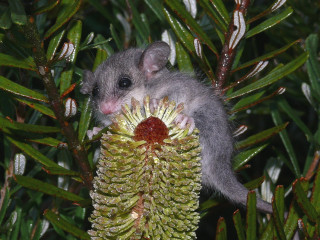 Small animal pine cone tree - a small animal free wallpaper