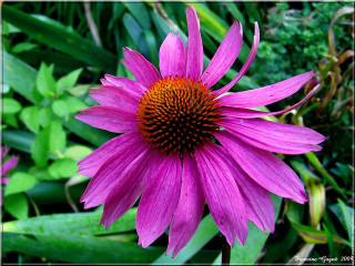 Purple flower red center green - a purple flower free wallpaper