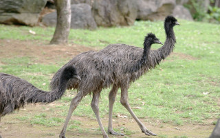 Ostriches walking grassy area tree - a rock wall in the background free wallpaper