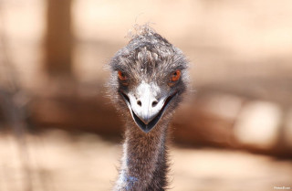 Ostrich large head long neck - clovis trouille free wallpaper for desktop