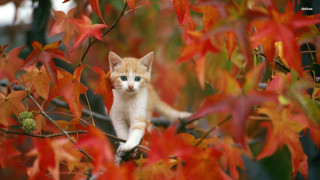 Kitten branch tree red leaves 2 - a small kitten free wallpaper