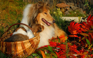 Dog cat basket grass flowers - a basket together free wallpaper