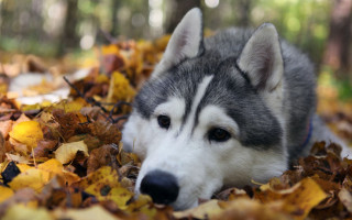 Husky leaves woods autumn furry - furry free wallpaper