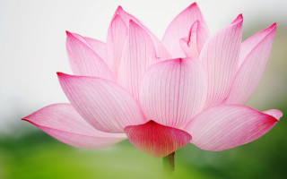 Pink flower blurry background foreground - simple free wallpaper