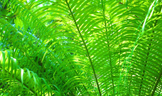 Green plant close up leaves - lot of leaves free wallpaper