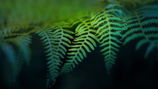 Fern closeup blurry background green - a blurry background free wallpaper for desktop