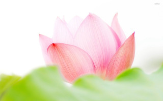 Pink flower green leaves white - simple form free wallpaper for desktop