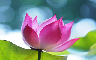 Pink lotus blooming green leaves - a green leafy plant free wallpaper