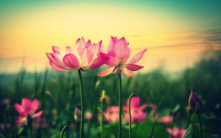 Pink flowers sunset sky clouds - ella guru free wallpaper
