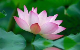 Pink flower water droplets pond - simple free wallpaper