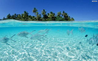 Lagoon fish island palm sky - underwater free wallpaper for desktop