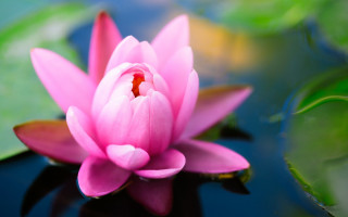 Pink flower floating pond lily 6 - simple free wallpaper for desktop