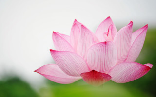 Pink flower blurry background image - simple free wallpaper