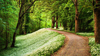 Forest path flower bench fence - a path in the middle of a forest free wallpaper